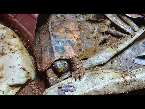 Review cận cảnh loài RÙA LÁ - rùa vàng Tam Đảo