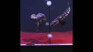 Download lagu channa auranti vs channa maru mp3 Download lagu channa auranti vs channa maru mp3