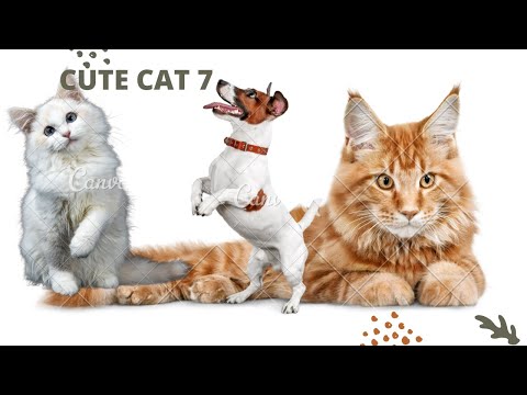 Funny Cat Scares Of Ordinary Things - Cute And Funny Cat Reactions | Aww Animals # 7