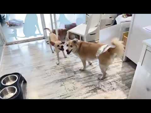 Adopt Mary’s Doggies - Melva playing