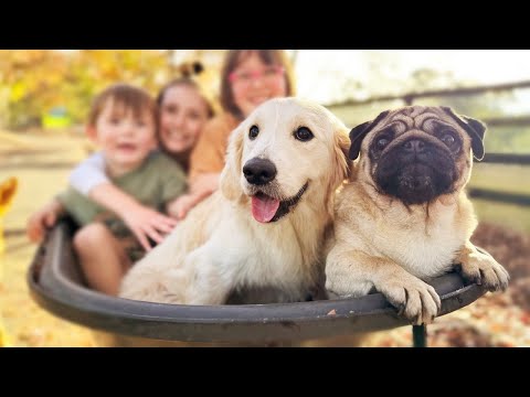 Soothing Peaceful Dog Video with Twenty Adopted Rescue Dogs | Anti Anxiety Stress Relief | The Farm