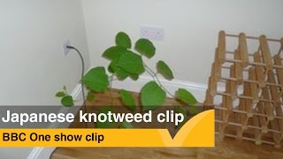 Damage caused by Japanese Knotweed - BBC One Show