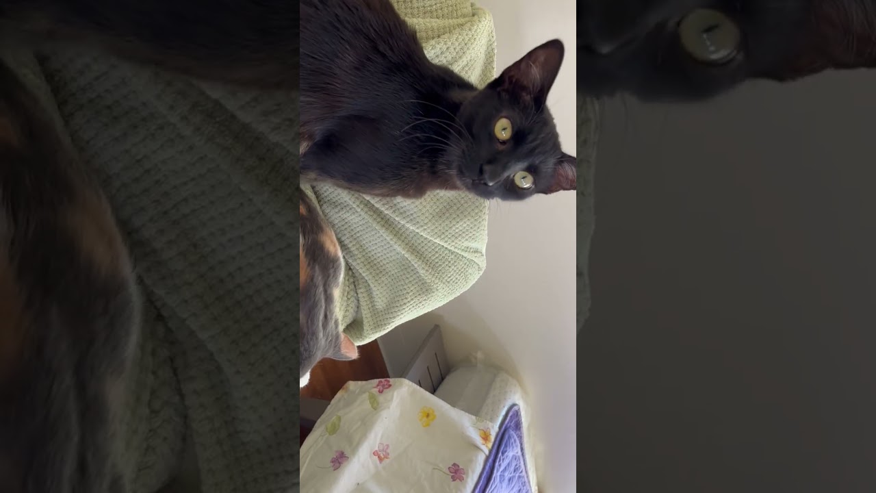 Enlarge Ms. Harley Davison she has a awesome video., a Adoptable Domestic Short Hair in Eagle Point, OR video 2/6