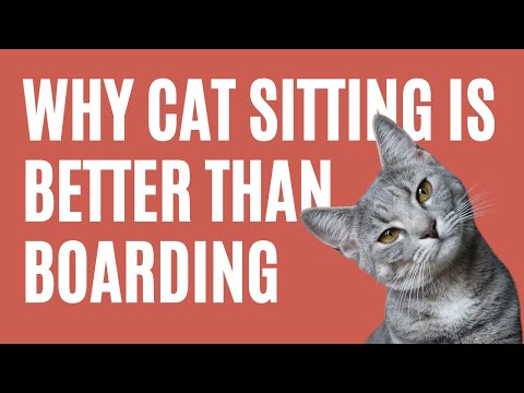 Is Cat Sitting Better Than Boarding? - The Comforted Kitty