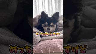犬、眠い一日。 #犬との暮らし #chihuahua #dog #チワワ #癒し