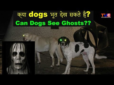 Can Dogs See Ghosts(Bhoot)?? : Know Your Dog : The Ultimate Channel