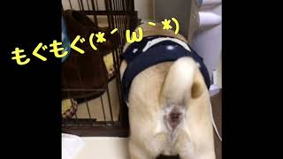 【パグ】はむぞう日記⑩【諦めない心】