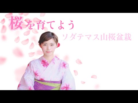 【初めてのミニ盆栽栽培】桜を育てよう 2020/8/17~【ソダテマス山桜盆栽】