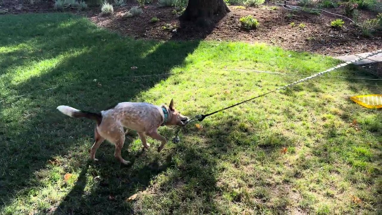 Boomer, an adopted Australian Cattle Dog / Blue Heeler in Olympia, WA video 4/6