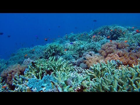 Tubbataha Reef Diving via Expedition Fleet Oceanic Explorer