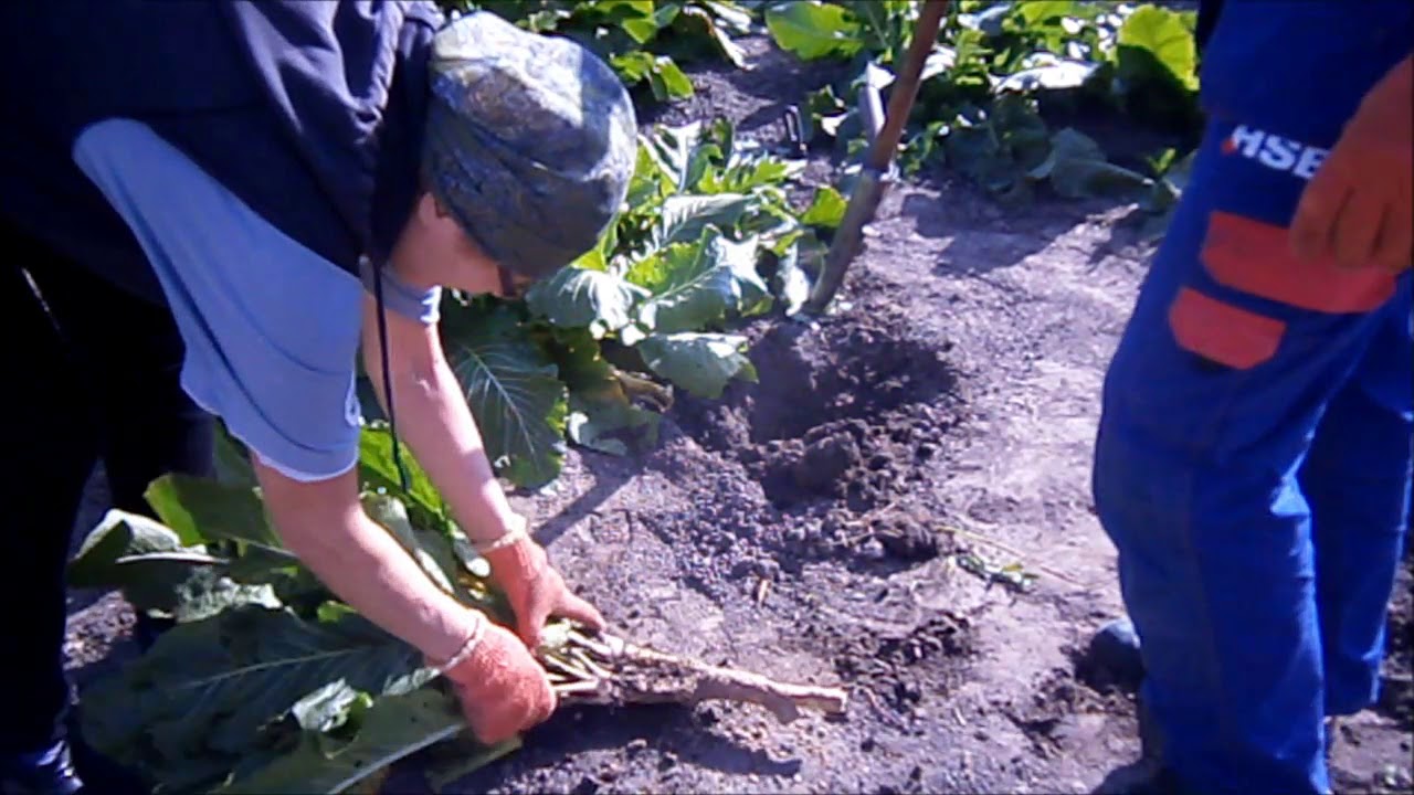 Тонкий хрен. Как выкопать хрен. Как выкопать хрен. Хрен обыкновенный. Копать хрен приспособление.