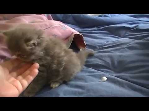 JUNIOPERSAS .. LOS PEQUEÑOS BLUCKITO Y LOBBYTO SUPER DULCES GATEAN