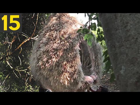 15 most incredible animal nests