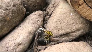 Hornets vs Yellowjackets