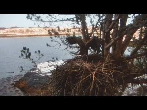 2017/12/14 Smøla Norway~Solo has arrived , jumps at lower branch~