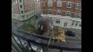 Duen, nu med unger [14 timers timelapse]