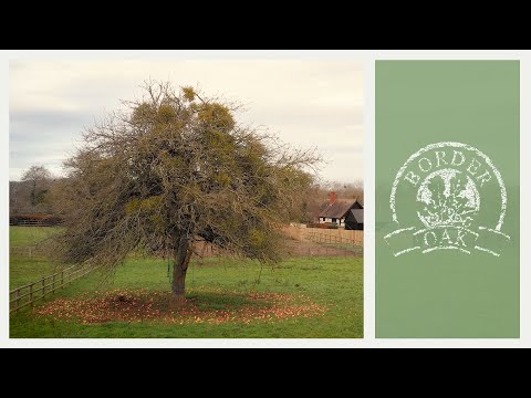 Border Oak | Luston | Building Plots