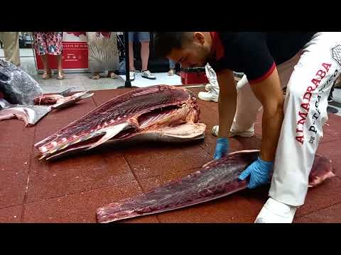 Demostración en vivo ronqueo atún rojo de la almadraba de barbate