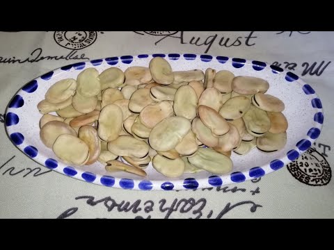 How to Dry & Preserve Fava Beans at home طريقة تجفيف و تخزين الفول في البيت بخطوات بسيطة