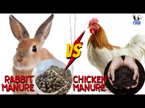 Rabbit Manure vs. Chicken Manure: Which is Best for Your Garden?