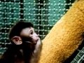 Attachment Theory - Harlow's study on monkeys: Food or Security