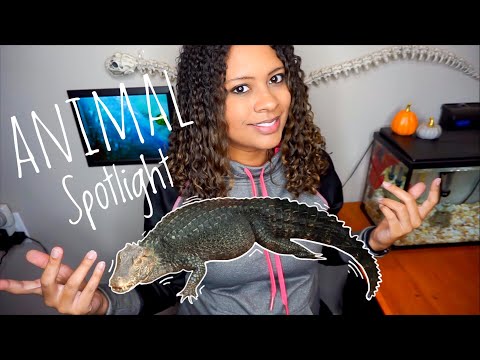 Cuvier's Dwarf Caiman - Animal Spotlight