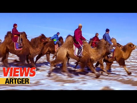 download lagu mp3 mp4 Camel Festival Mongolia, download lagu Camel Festival Mongolia gratis, unduh video klip Camel Festival Mongolia