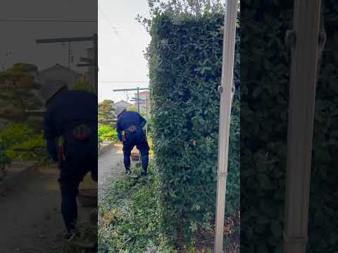 ウツギを生垣、花壇、鉢に剪定するにはどうすればよいですか？どの程度まで削減する必要がありますか?またその理由は何ですか?  庭園