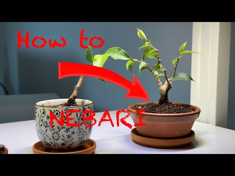 Ficus benjamini Air Layering went wrong but turned out well nevertheless