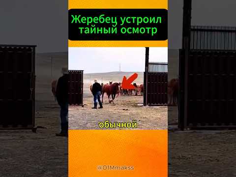 Вы не поверите, что сделал жеребец, прежде чем впустить табун!