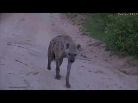 Safari Live: Lone Hyena seen on drive this morning with FW on Dec 19, 2016
