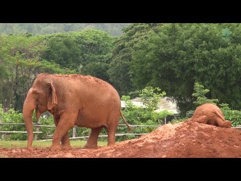 Baby Elephant Wan Mai Show How To Mud Spa By Herself - ElephantNews