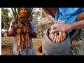 Oldest Traditional Palm Sprouts Gengul Palmyra Sprout Traditional Village Food