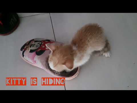 Kitty looking for comfort at Wasee and Nailah's