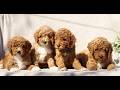 Mini Goldendoodle dogs for sale: Mike  - Video 1