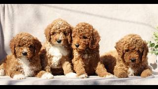 Video preview image #1 Goldendoodle (Miniature) Puppy For Sale in EPHRATA, PA, USA