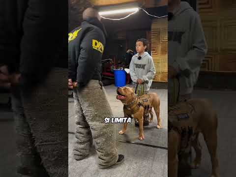 CANE MILITARE mostra di cosa è CAPACE...💥😨