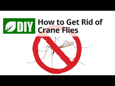  How to Get Rid of Crane Flies  Video 