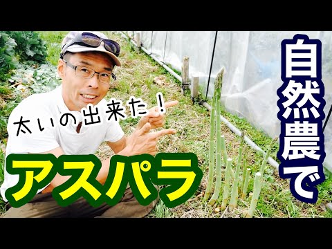 トウヒアスパラガス: 葉物野菜のない植物 自然と動物