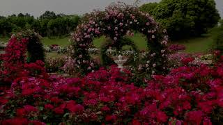 Linda Ronstadt - Love Is A Rose (1975)