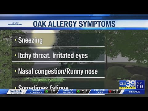 Oak Pollen Houston
