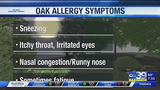 Oak pollen main culprit for seasonal allergies this time of year | CW39 HOUSTON