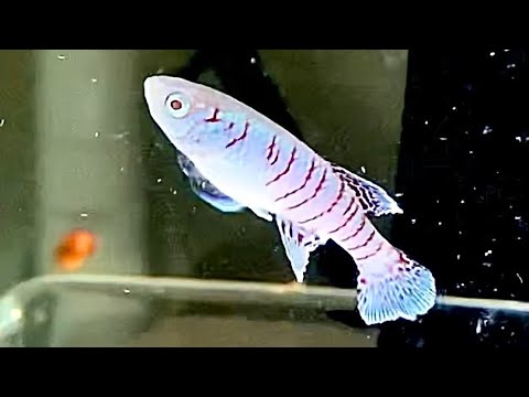IUCN分類における絶滅の危険性を示す図。