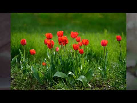 Mẹ tôi, còn đó nỗi buồn - Quang Huyền