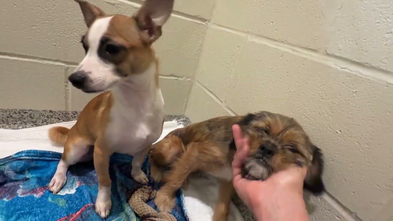 Enlarge Toffee, a ADOPTABLE mixed breed in San Antonio, TX video 4/4