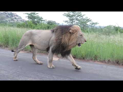 Big Male Lion Walking On The Road Next To a Car | Kruger Park Sightings