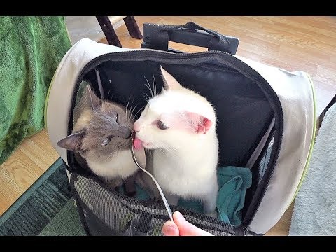 Tutorial: Getting a Cat Used To a Carrier & Backpack Stress-Free (For Vet Visit, Travel, Walks etc.)