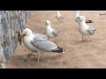 Seagull Eats Starfish Whole