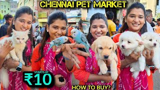 Cheapest pet market | Chennai | with Contact details