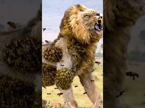 Por los cocodrilos no ATACAN a los CAPIBARAS #curiosidades #datoscuriosos #animales #capibaras